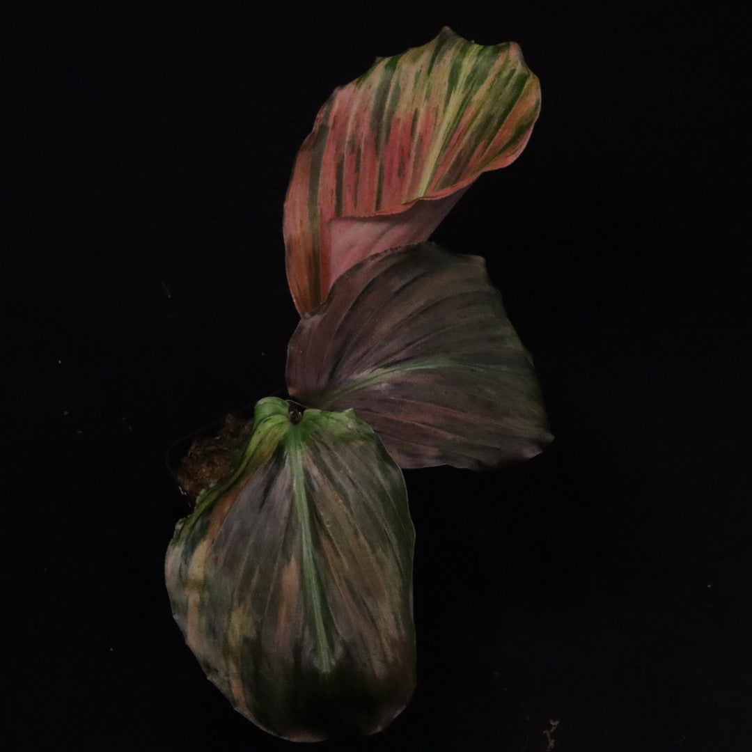 Variegated Kaempferia Pulchra - Ornamental Ginger - B