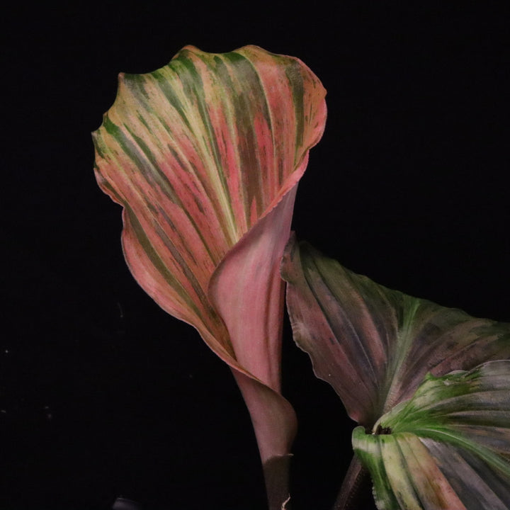 Variegated Kaempferia Pulchra - Ornamental Ginger - B