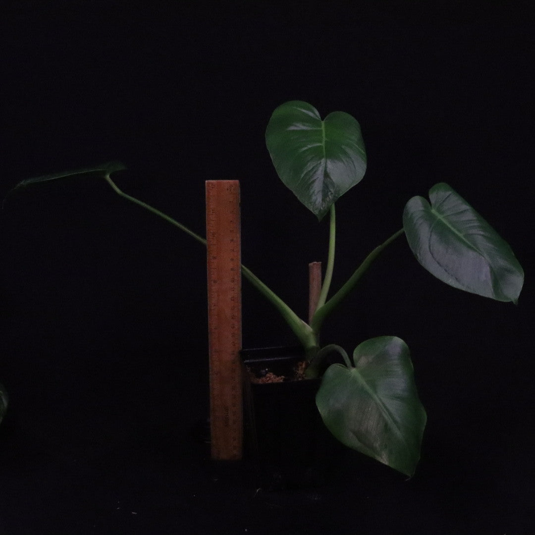 Monstera tacanaensis