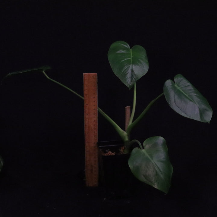Monstera tacanaensis