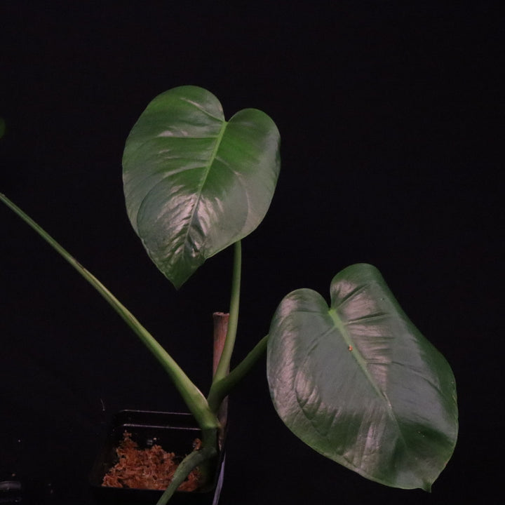Monstera tacanaensis