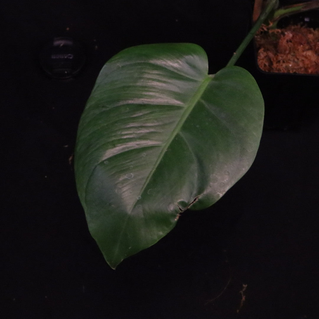 Monstera tacanaensis