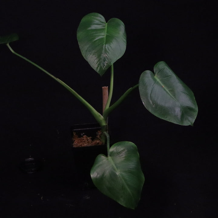 Monstera tacanaensis
