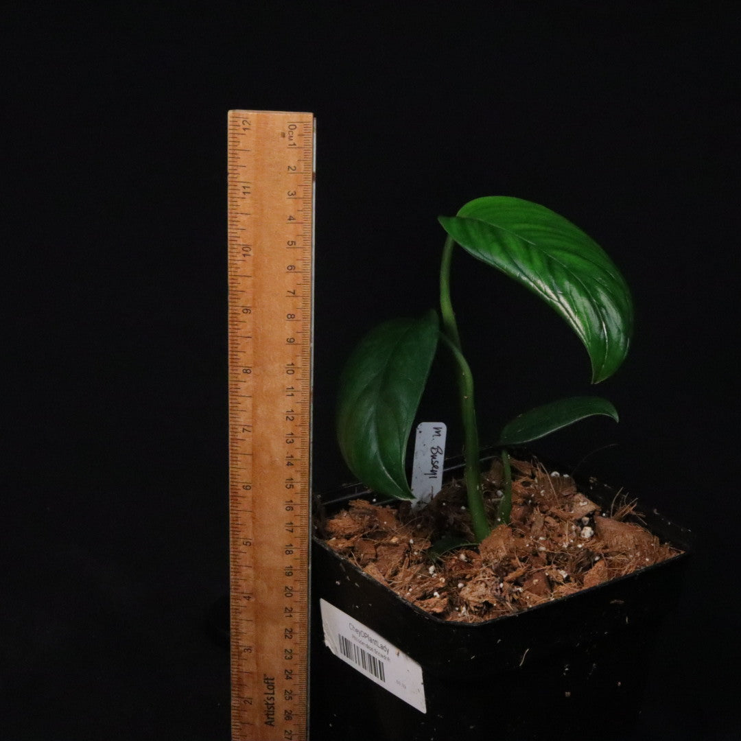 Monstera buseyi