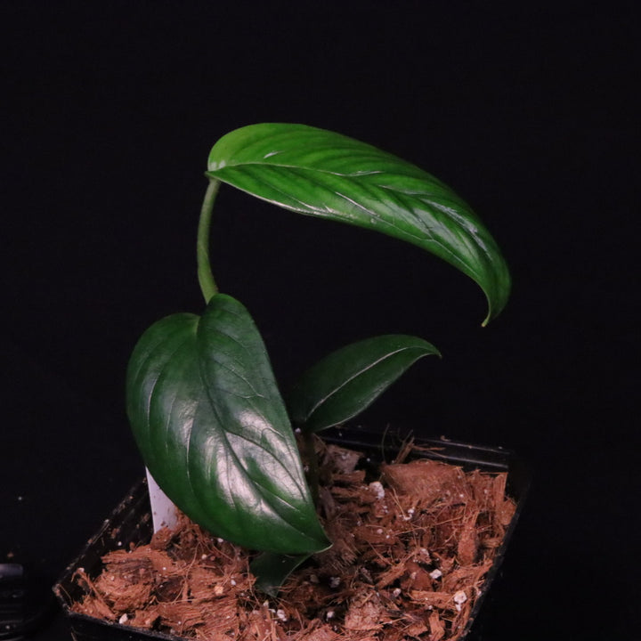 Monstera buseyi