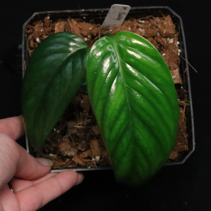 Monstera buseyi