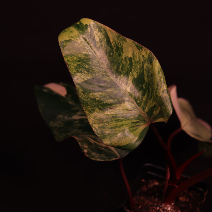Philodendron Strawberry Shake - B
