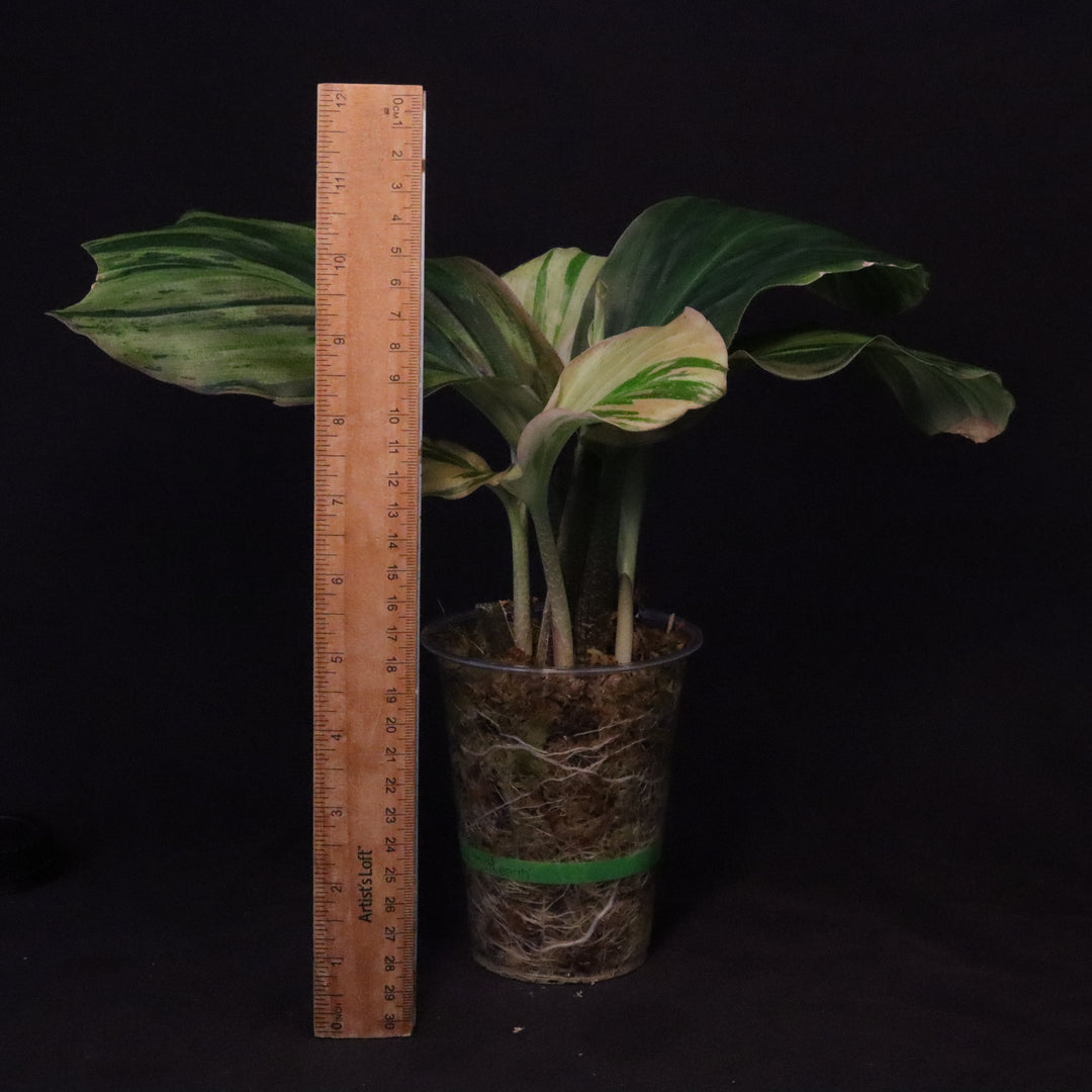 Variegated Kaempferia Pulchra - Ornamental Ginger - B