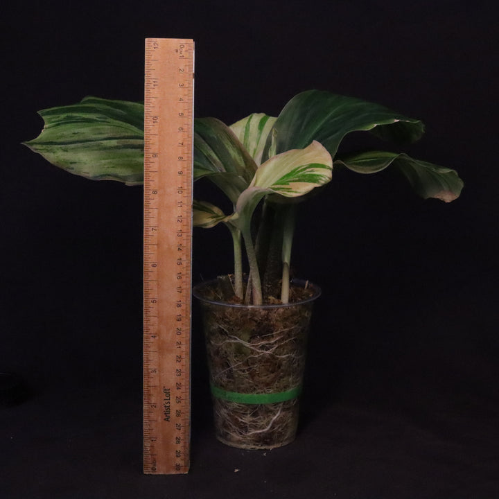 Variegated Kaempferia Pulchra - Ornamental Ginger - B
