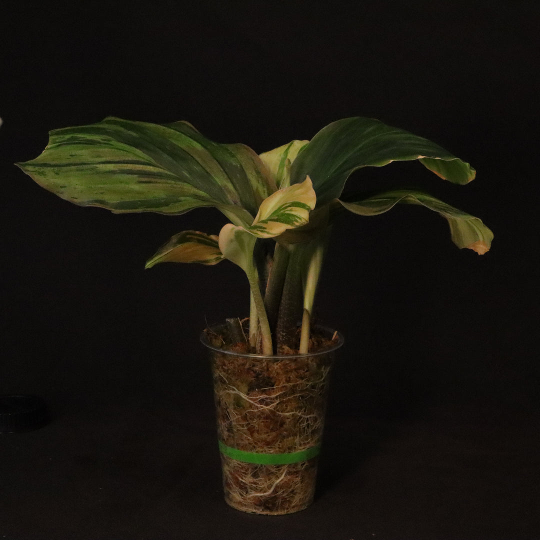 Variegated Kaempferia Pulchra - Ornamental Ginger - B