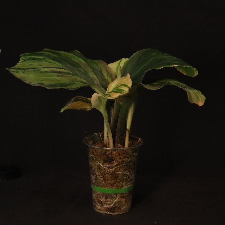 Variegated Kaempferia Pulchra - Ornamental Ginger - B