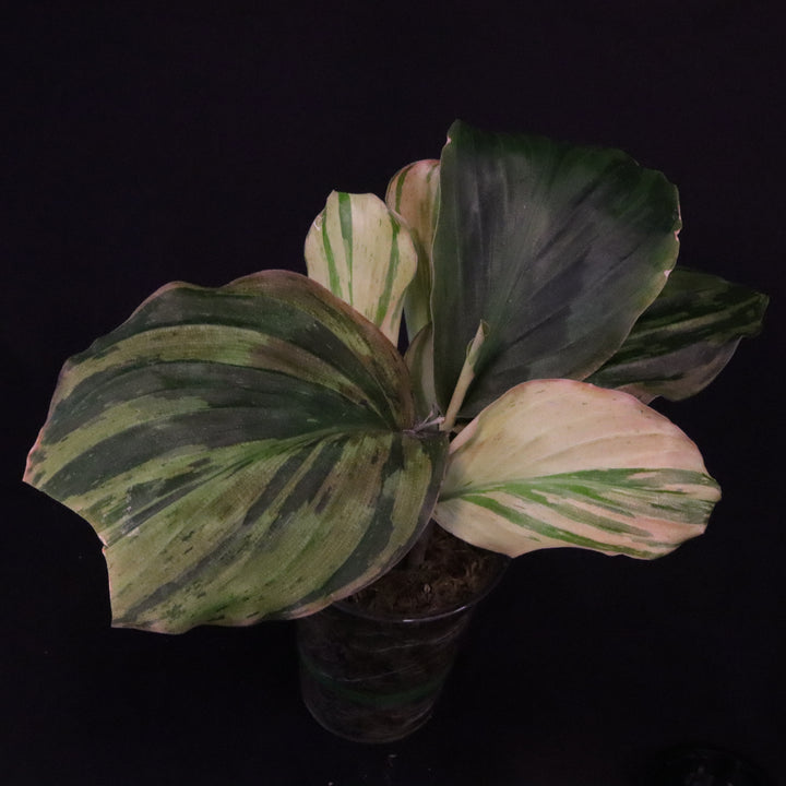Variegated Kaempferia Pulchra - Ornamental Ginger - B