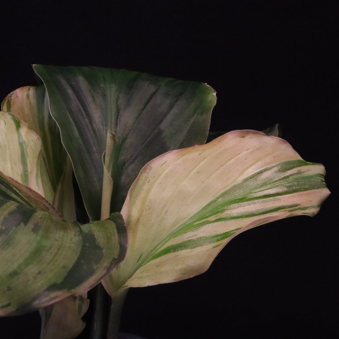 Variegated Kaempferia Pulchra - Ornamental Ginger - B