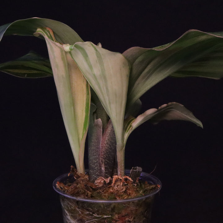 Variegated Kaempferia Pulchra - Ornamental Ginger - B