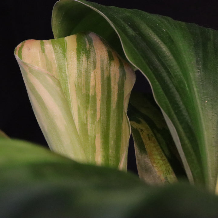 Variegated Kaempferia Pulchra - Ornamental Ginger - B