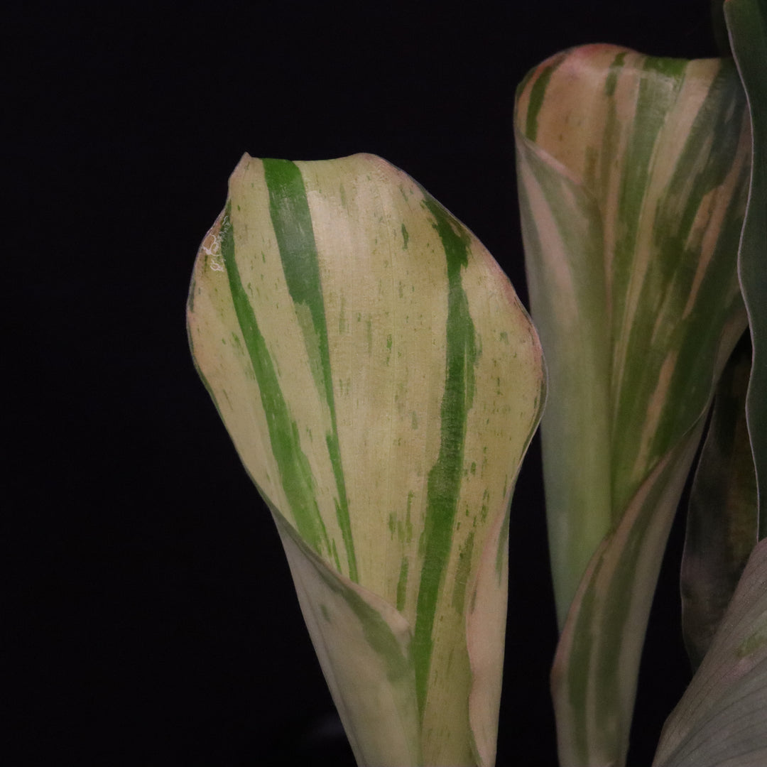Variegated Kaempferia Pulchra - Ornamental Ginger - B