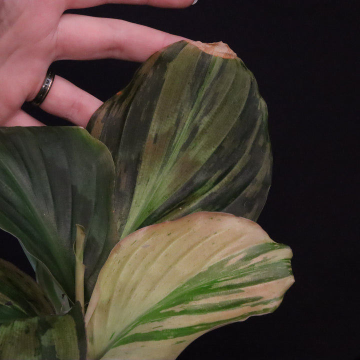 Variegated Kaempferia Pulchra - Ornamental Ginger - B
