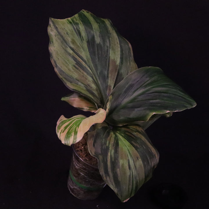 Variegated Kaempferia Pulchra - Ornamental Ginger - B