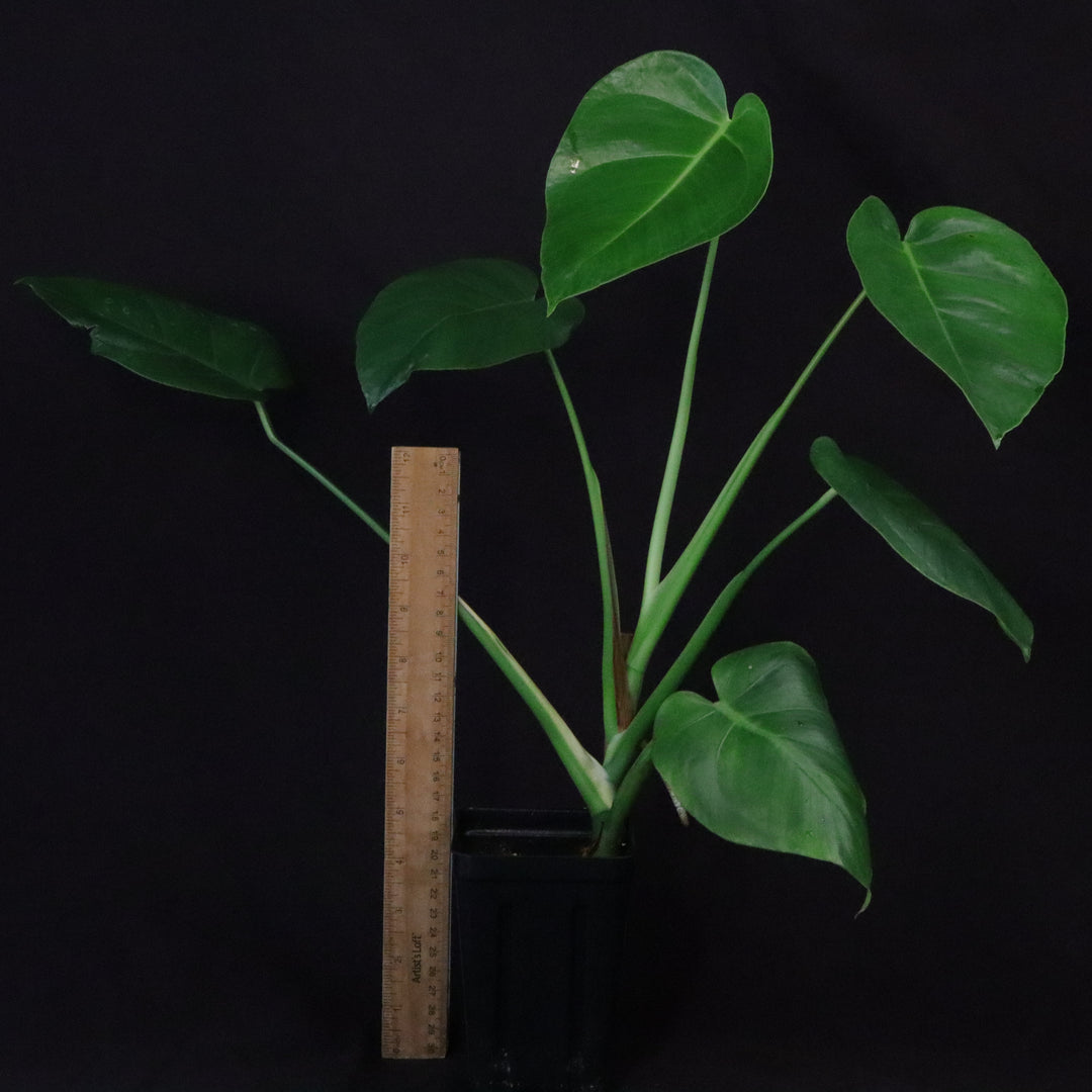 Monstera tacanaensis