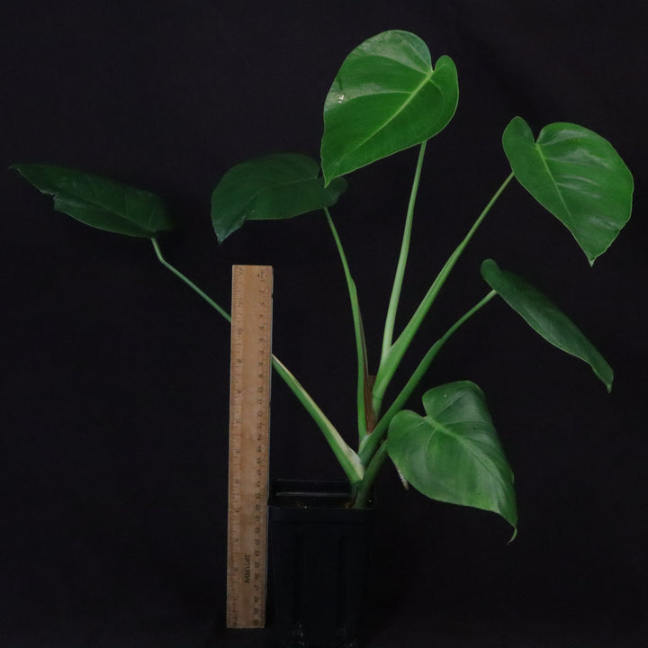 Monstera tacanaensis