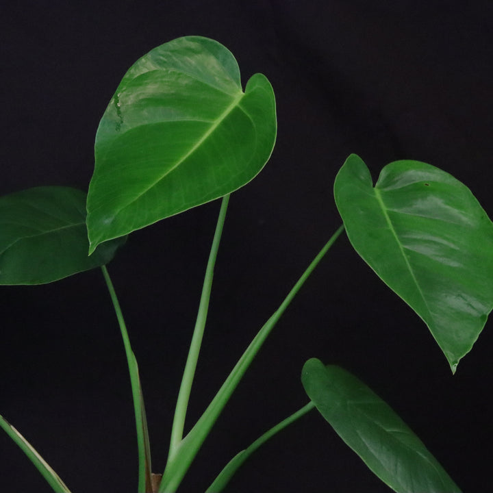 Monstera tacanaensis