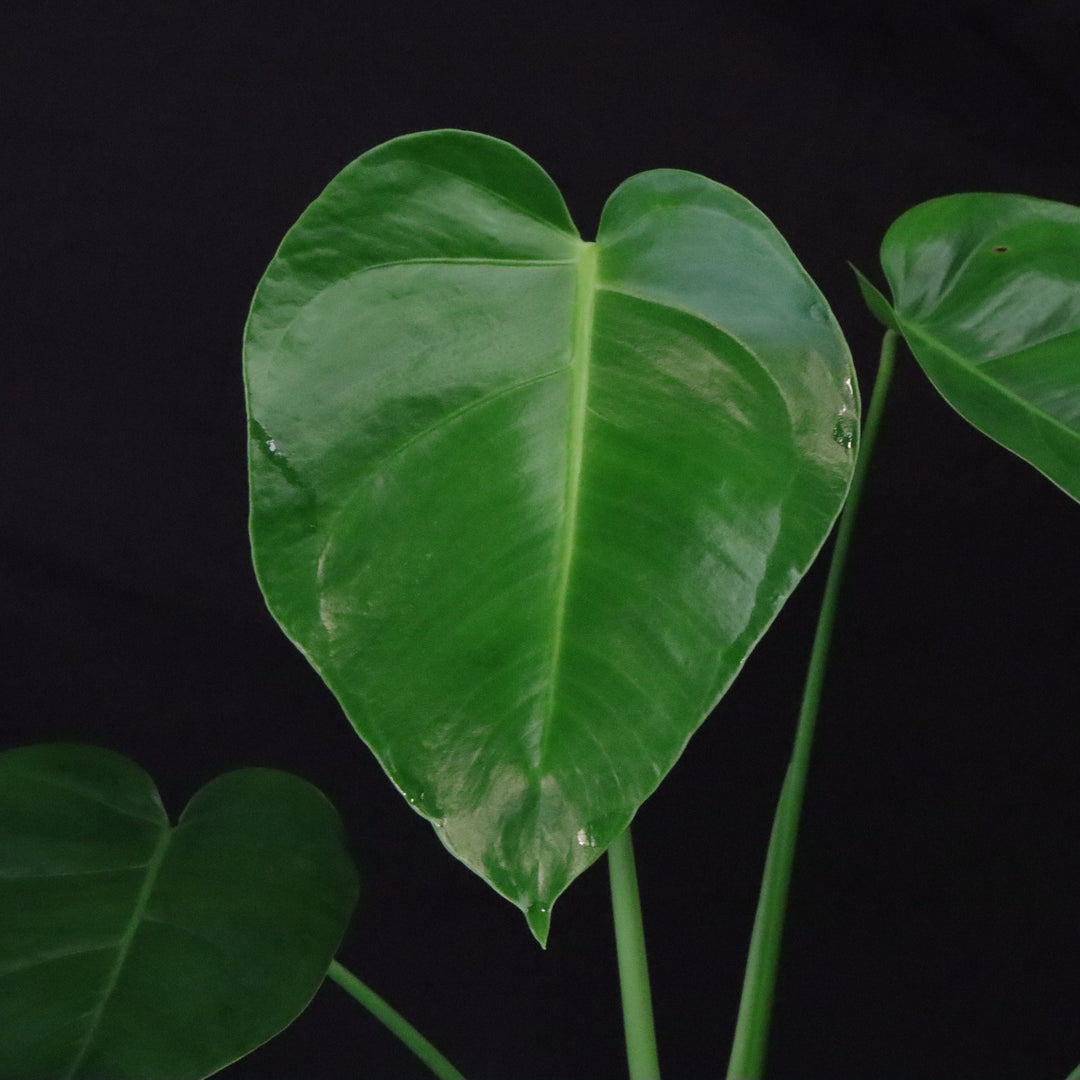 Monstera tacanaensis