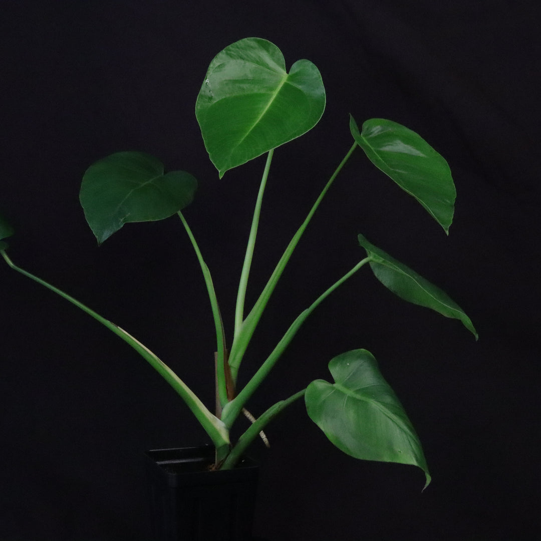 Monstera tacanaensis