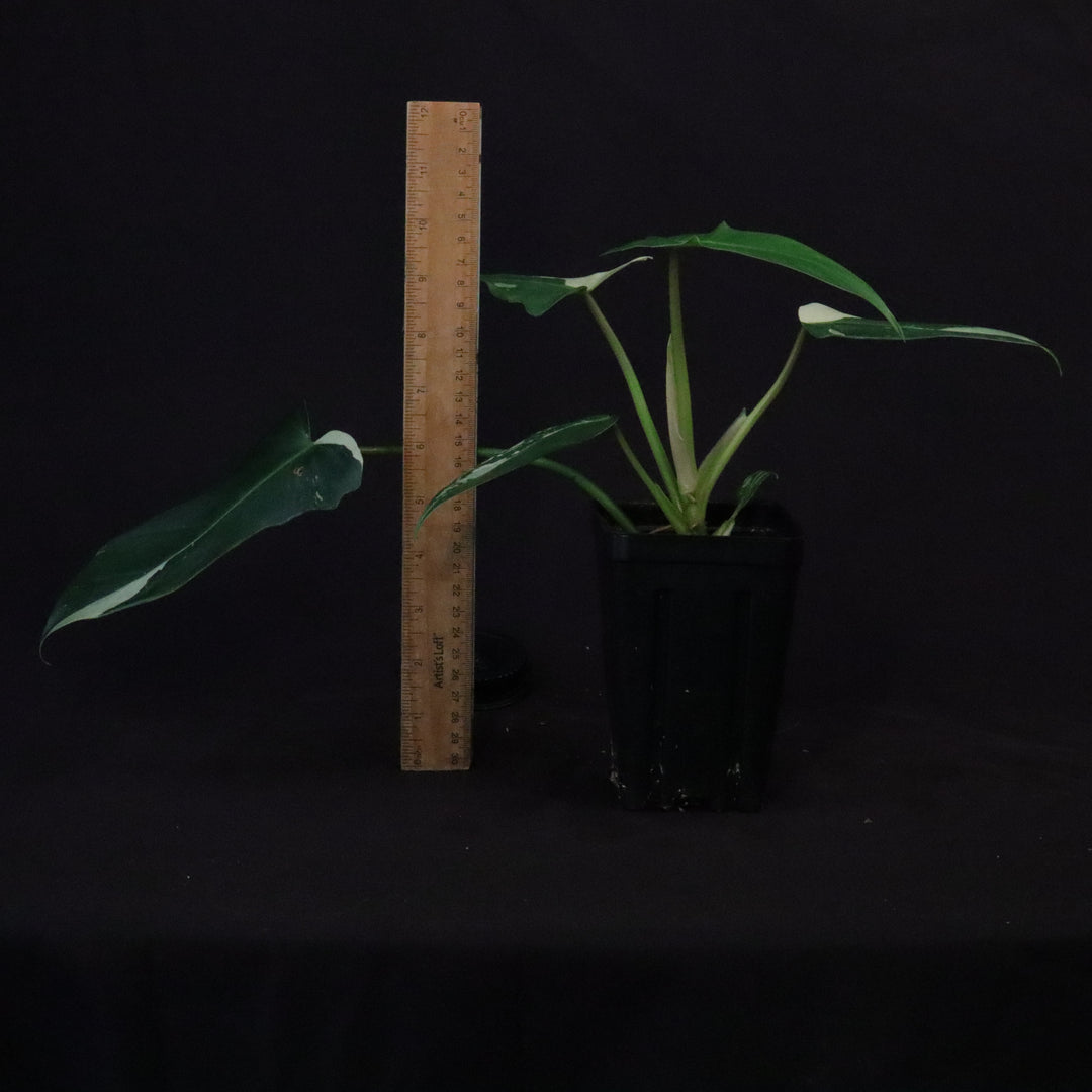 Philodendron Golden Dragon Mint Variegated