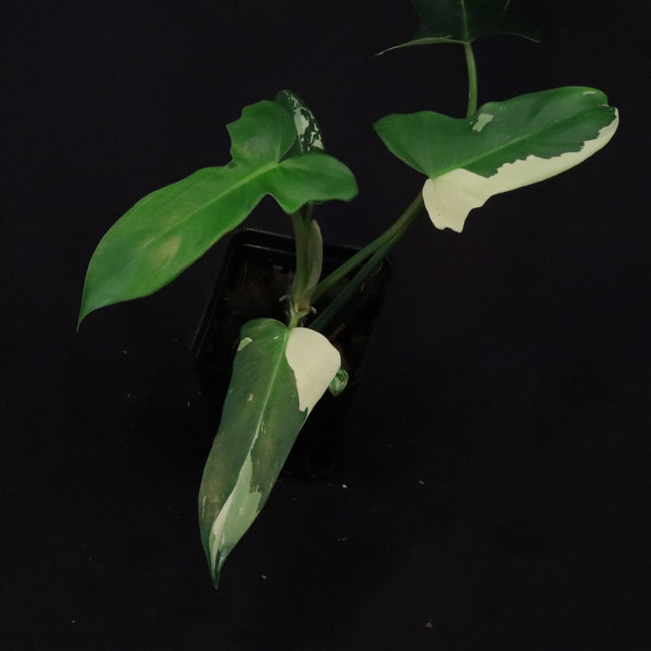Philodendron Golden Dragon Mint Variegated