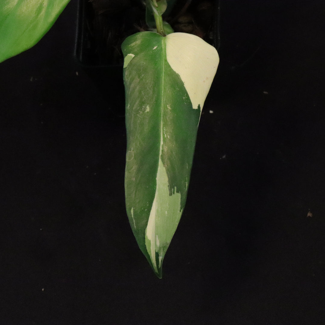 Philodendron Golden Dragon Mint Variegated