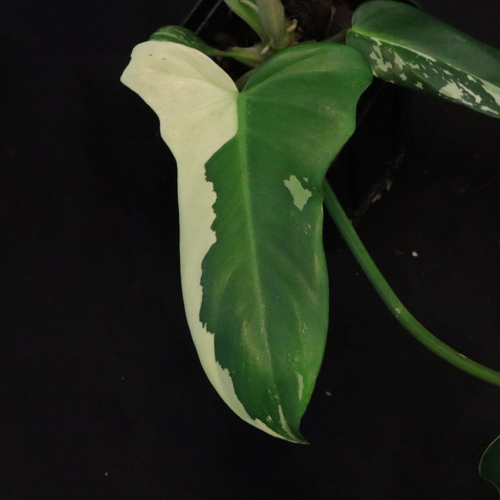 Philodendron Golden Dragon Mint Variegated