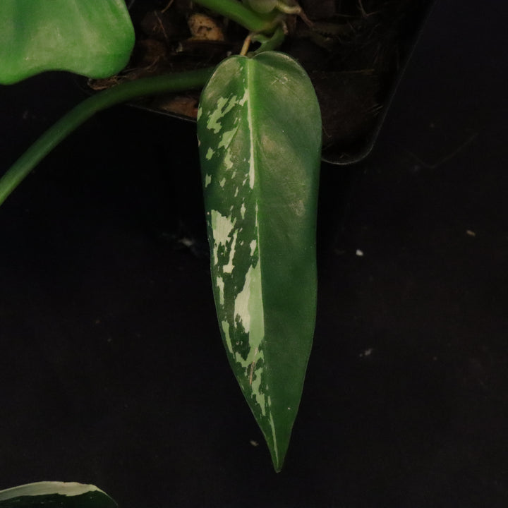 Philodendron Golden Dragon Mint Variegated