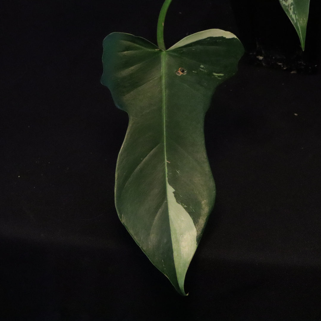 Philodendron Golden Dragon Mint Variegated