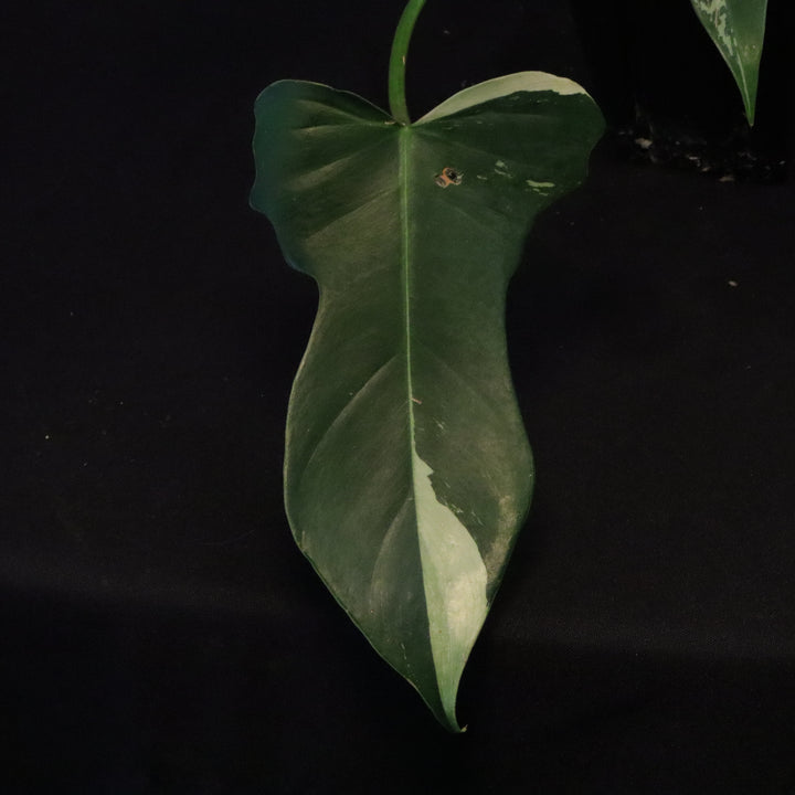 Philodendron Golden Dragon Mint Variegated