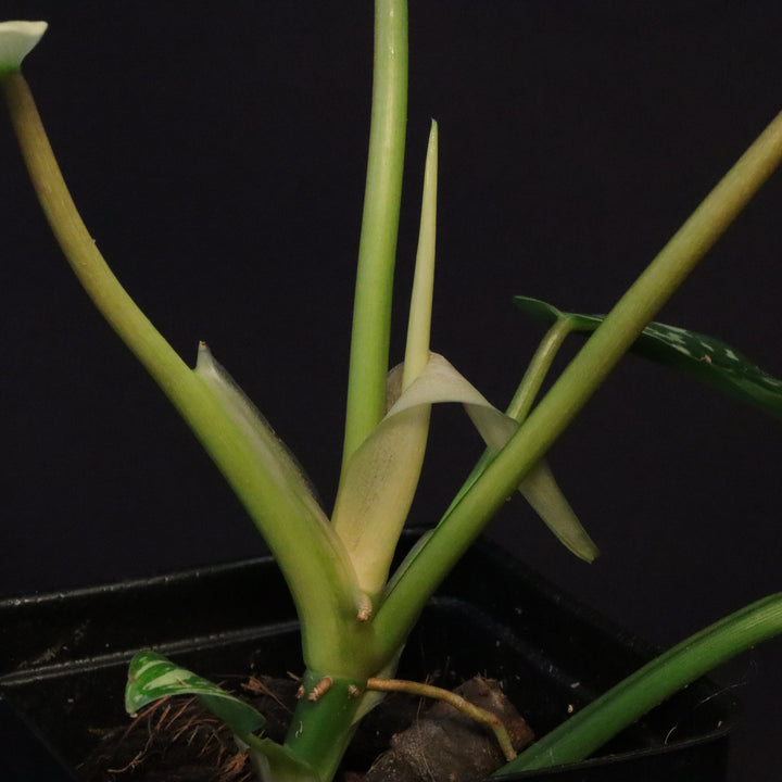 Philodendron Golden Dragon Mint Variegated