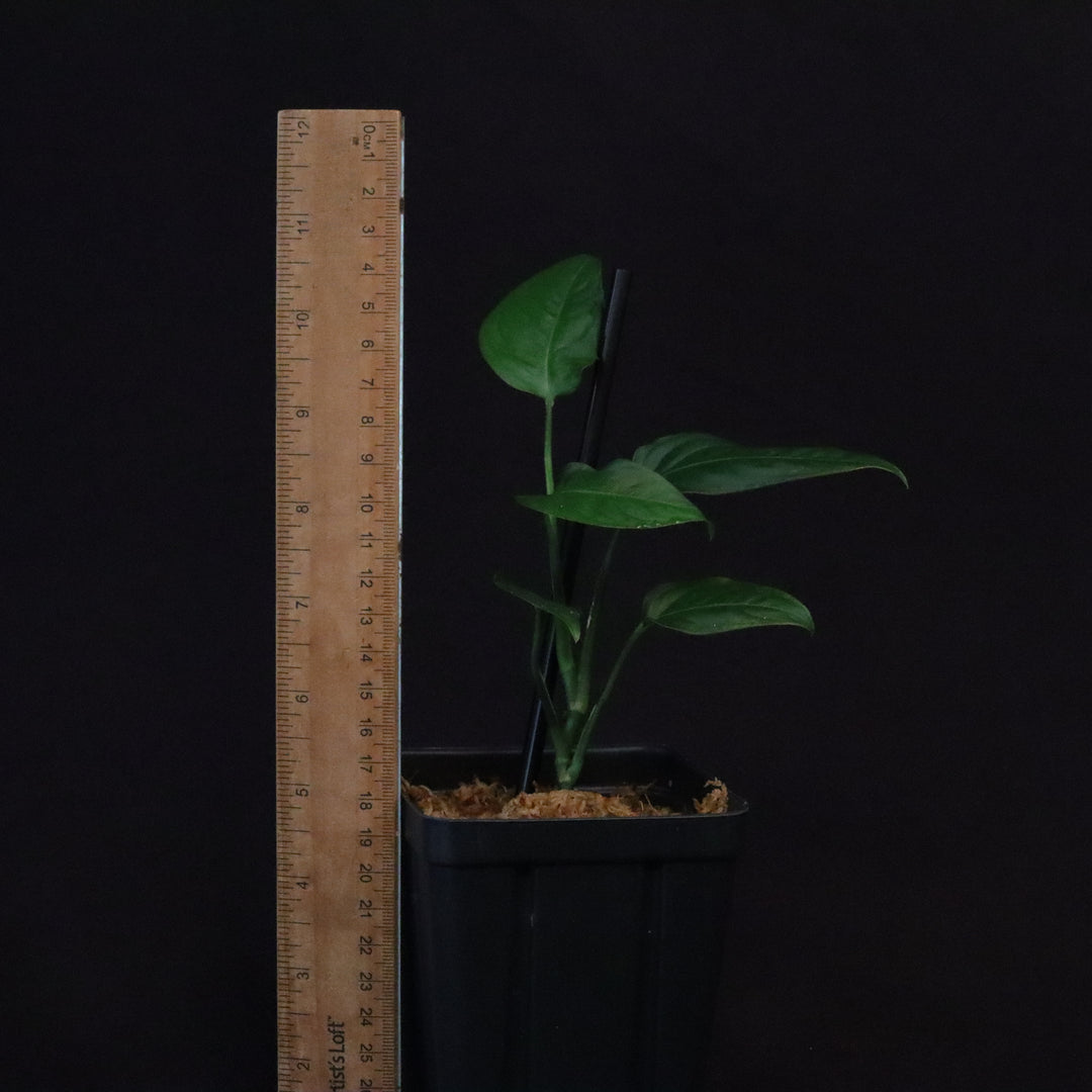 Monstera obliqua sp. Tena