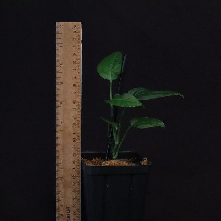 Monstera obliqua sp. Tena