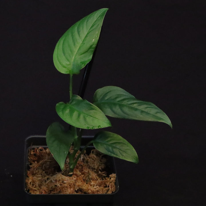 Monstera obliqua sp. Tena