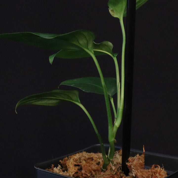 Monstera obliqua sp. Tena