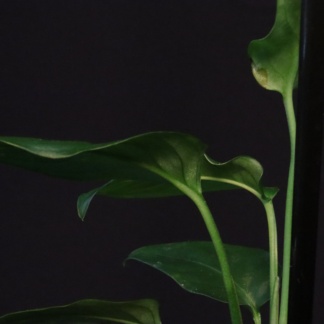 Monstera obliqua sp. Tena
