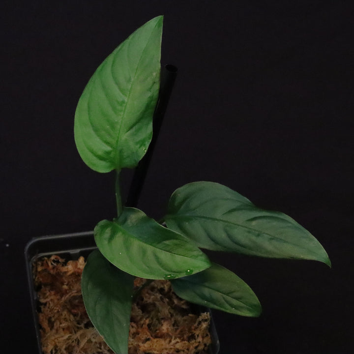 Monstera obliqua sp. Tena