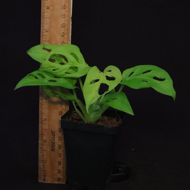 Monstera adansonii 'Neon Madonna' - B