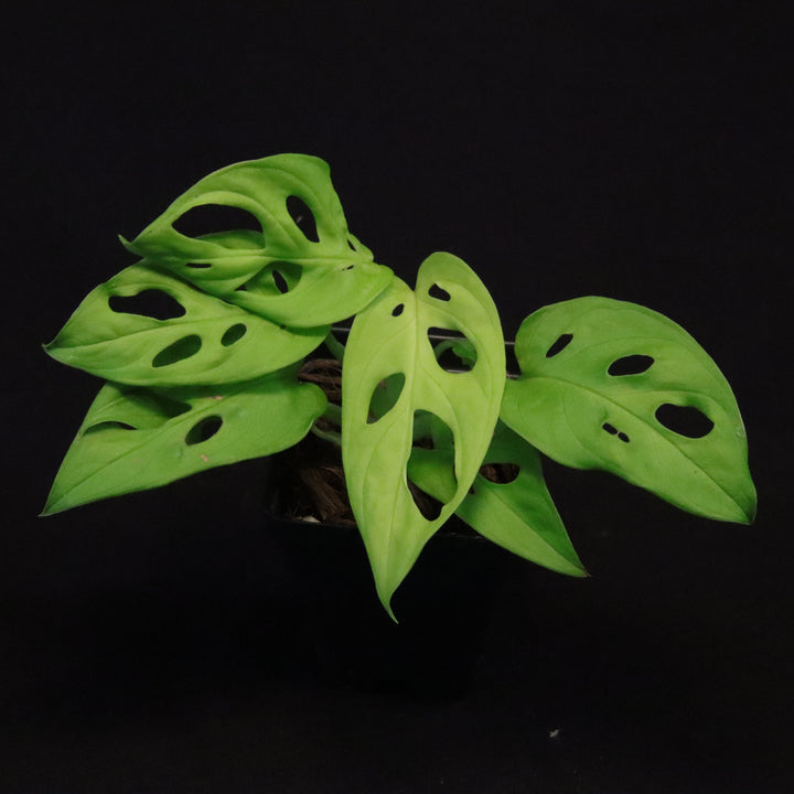 Monstera adansonii 'Neon Madonna' - B