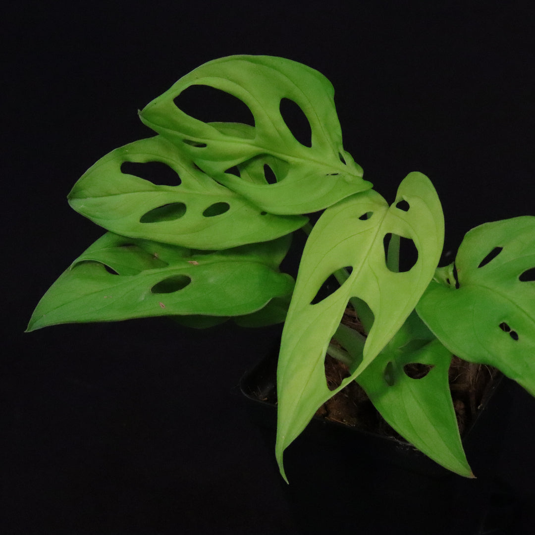 Monstera adansonii 'Neon Madonna' - B
