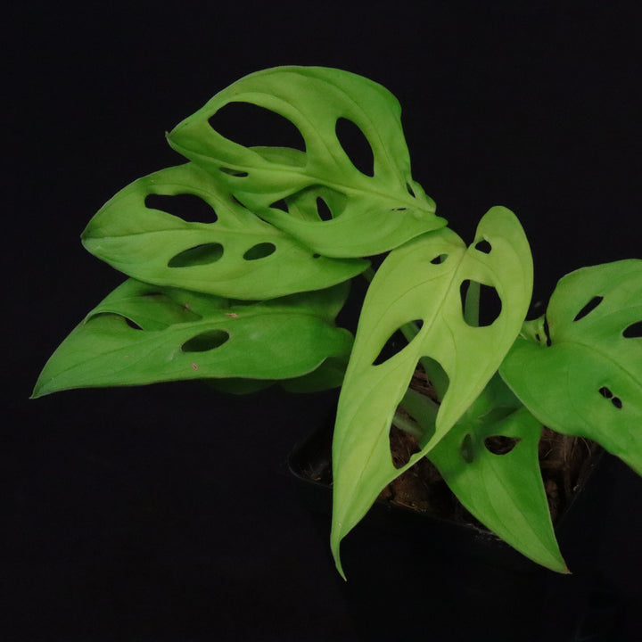 Monstera adansonii 'Neon Madonna' - B