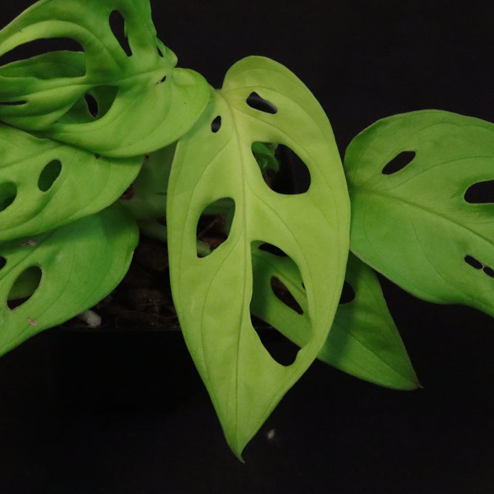 Monstera adansonii 'Neon Madonna' - B