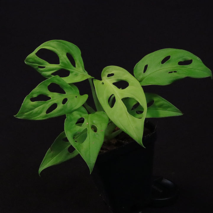 Monstera adansonii 'Neon Madonna' - B