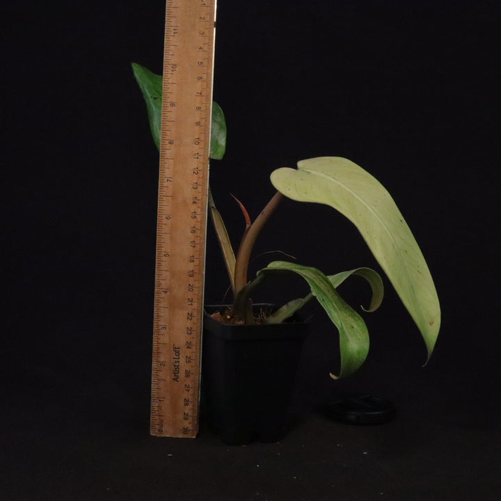 Philodendron Whipple Way