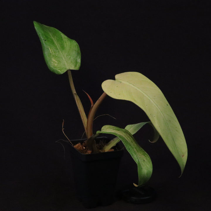 Philodendron Whipple Way