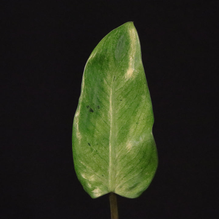 Philodendron Whipple Way